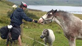 Zac feeds some friendly horses on the coastal road between Luib and Sconser, on Loch Ainort